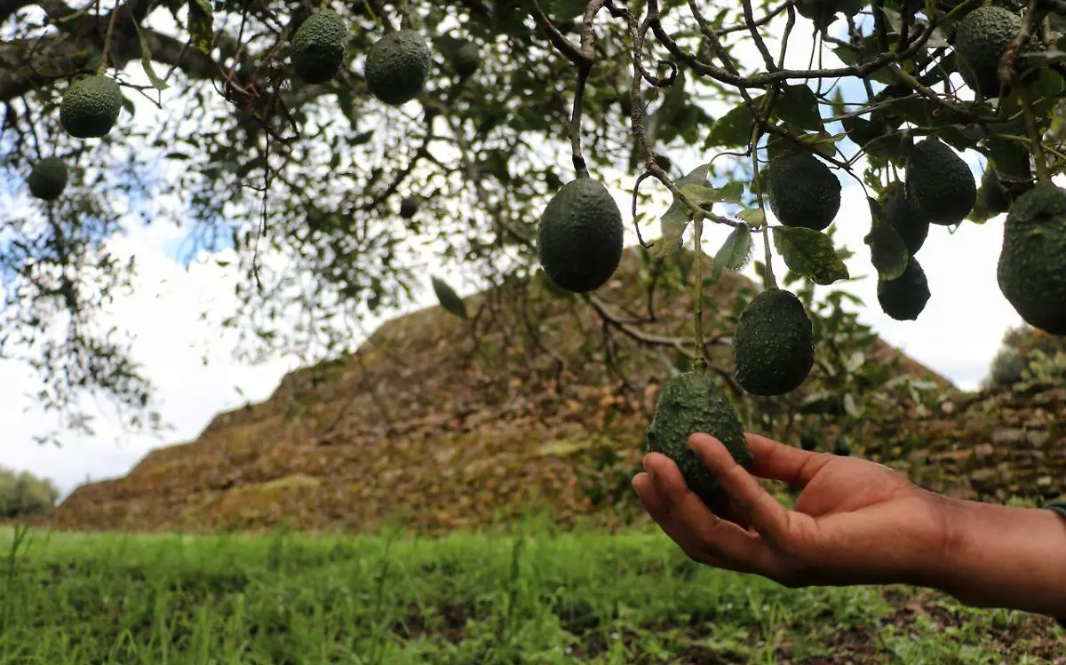 Cultivo de aguacate en zonas arqueológicas (2)